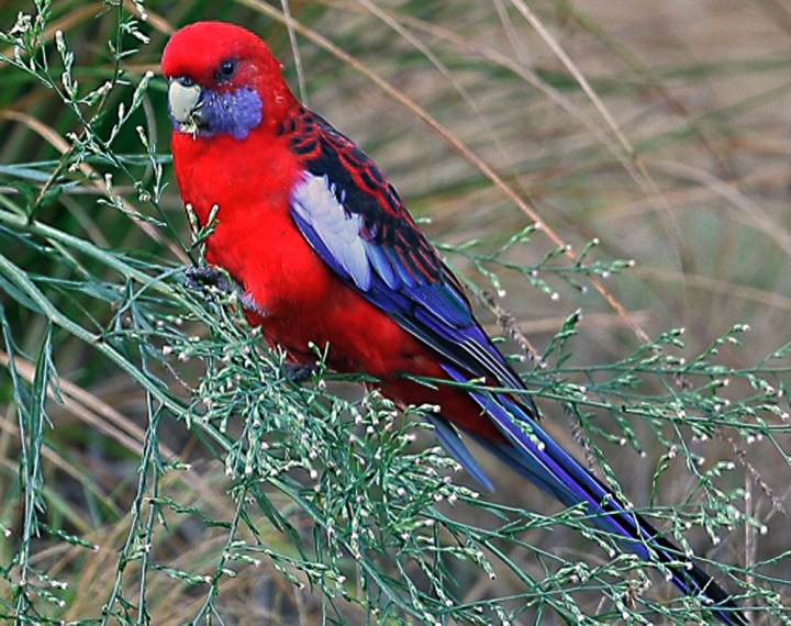 crimson_rosella_5