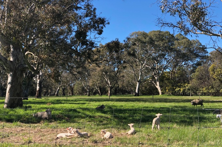 Our lambs enjoying the sunshine